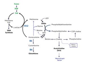 chart-folate-choline