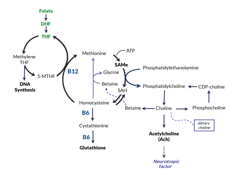 chart-folate-choline