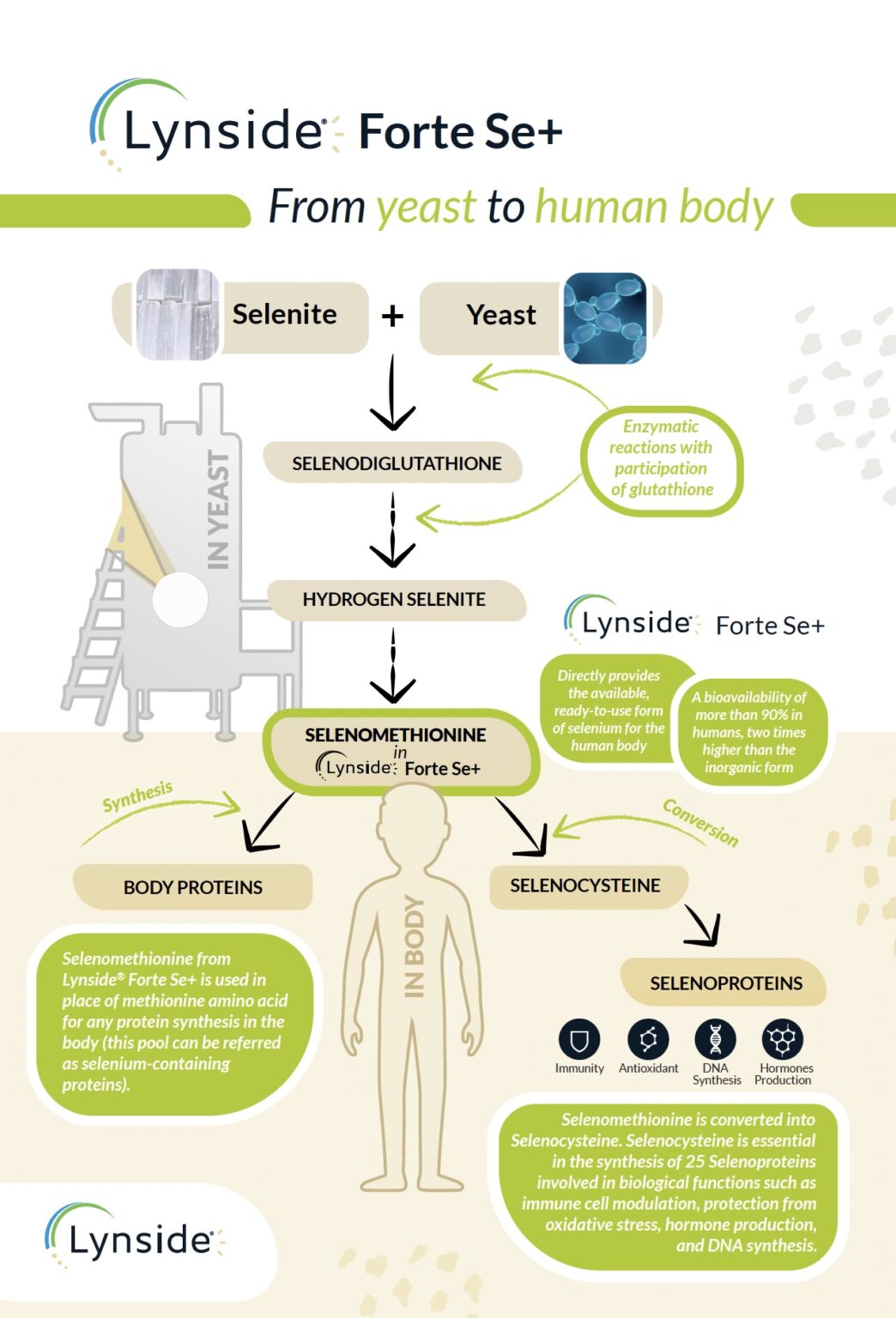 Lynside® Forte Se+ 2000: From Yeast to Human Body - Gnosis by Lesaffre