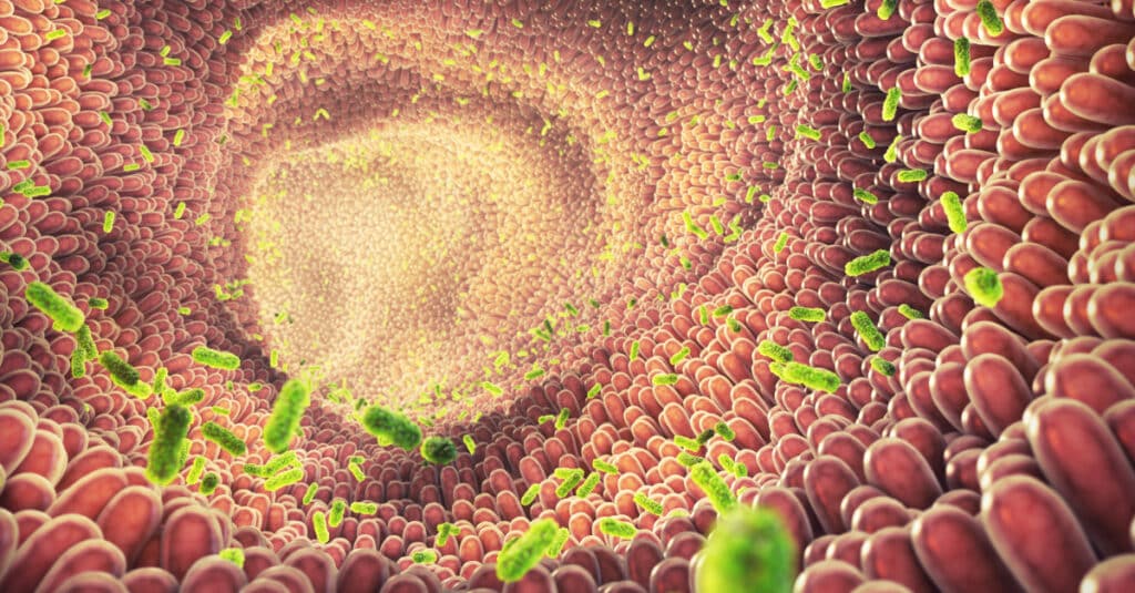 Lynside® Immunity Prebiotic: The New Yeast Cell Wall for a Sustainable ...