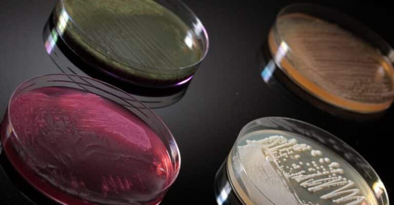 Our Products probiotics yeasts for Nutraceuticals, Pharmaceuticals