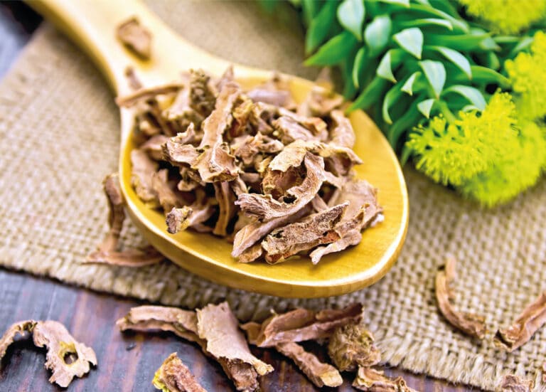 Dried rhodiola in yellow spoon
