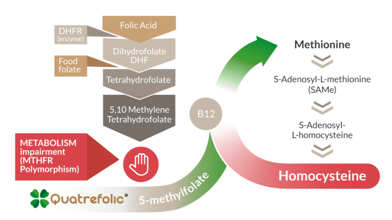 What is Folate - Healthy Hints: Basics of Folate
