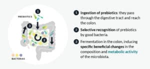 How do Prebiotics Yeasts Work?