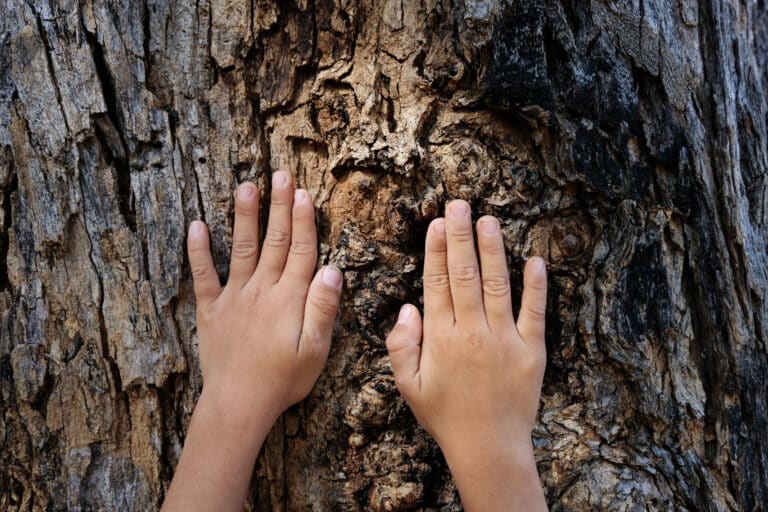 human hands on tree